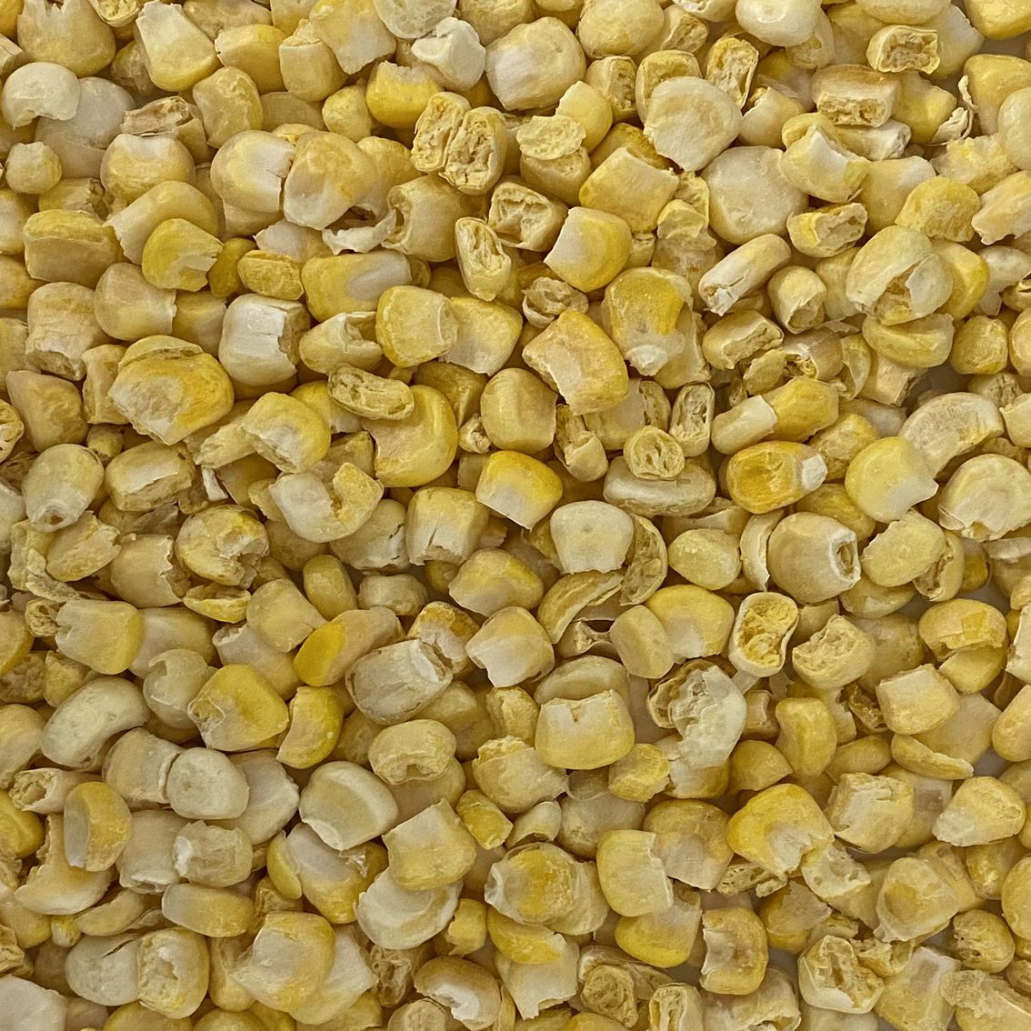 Mais goldgelb gefriergetrocknet